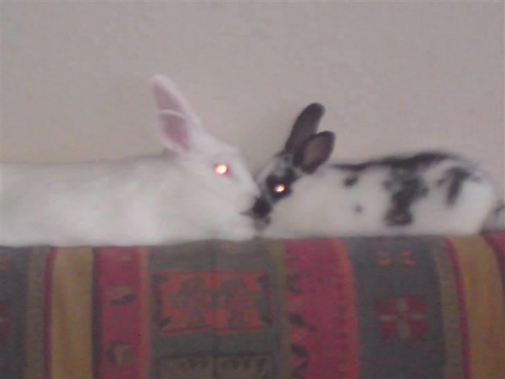 Kanin Jumper *solgt* - Så er jeg sammen med min mor ude på sofaen... Det er dejligt afslappende... billede 6