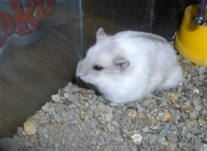 Hamster Egegårdens Mini billede 5