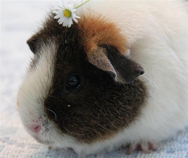 Marsvin                       iDa billede 7