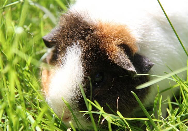 Marsvin                       iDa billede 8