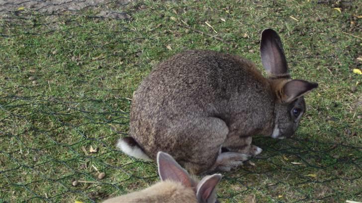 Kanin bello SOLGT billede 9