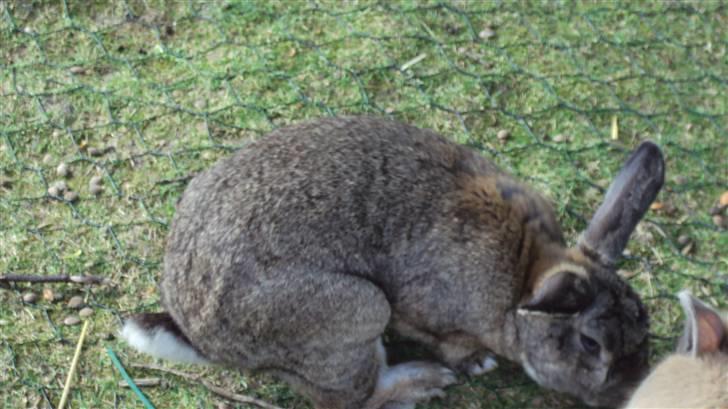 Kanin bello SOLGT billede 10