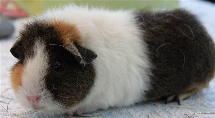 Marsvin                       iDa billede 9