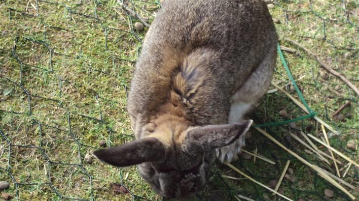 Kanin bello SOLGT billede 11