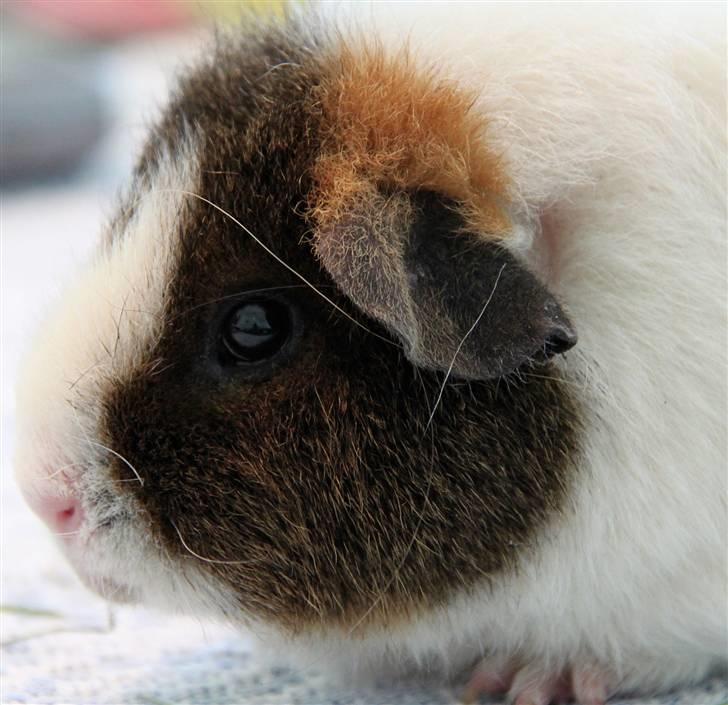 Marsvin                       iDa - *Fordi hun har hår i hovedet er fordi hun fæller!* :-D billede 10