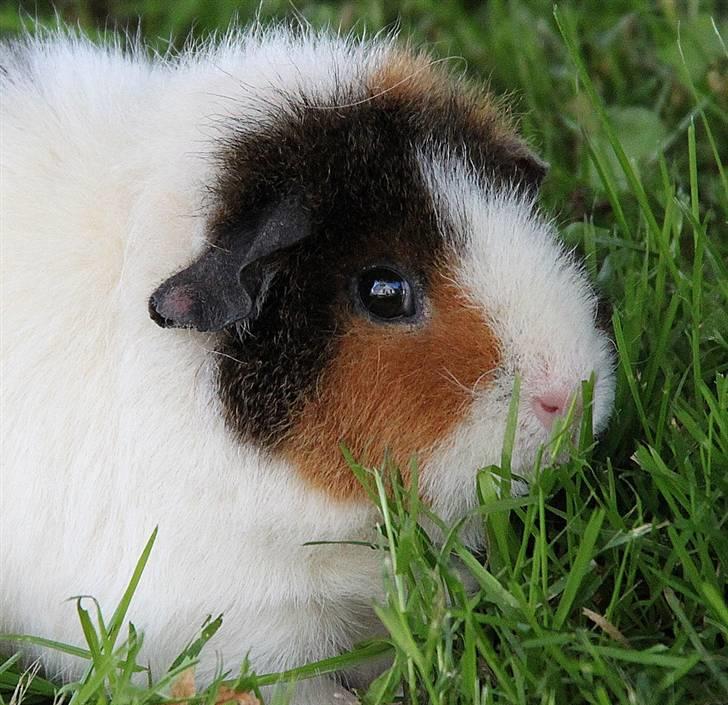 Marsvin                       iDa billede 11