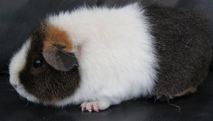 Marsvin                       iDa billede 12