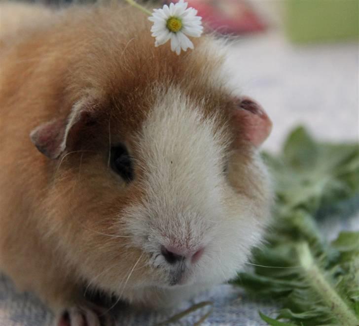 Marsvin      Molly - R.I.P. ! :´( billede 7