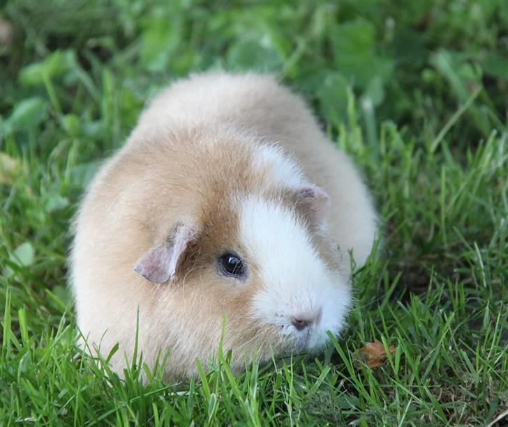 Marsvin      Molly - R.I.P. ! :´( billede 8