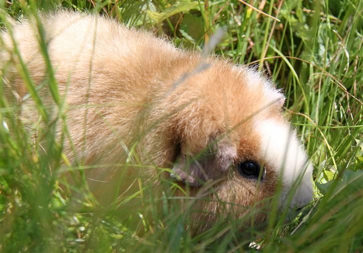 Marsvin      Molly - R.I.P. ! :´( billede 9