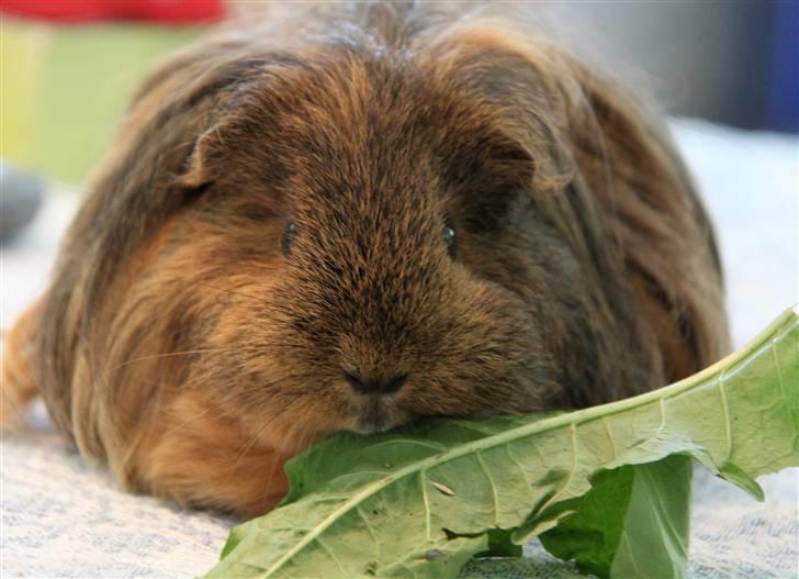 Marsvin Mulle - R.I.P. :'( ! billede 10