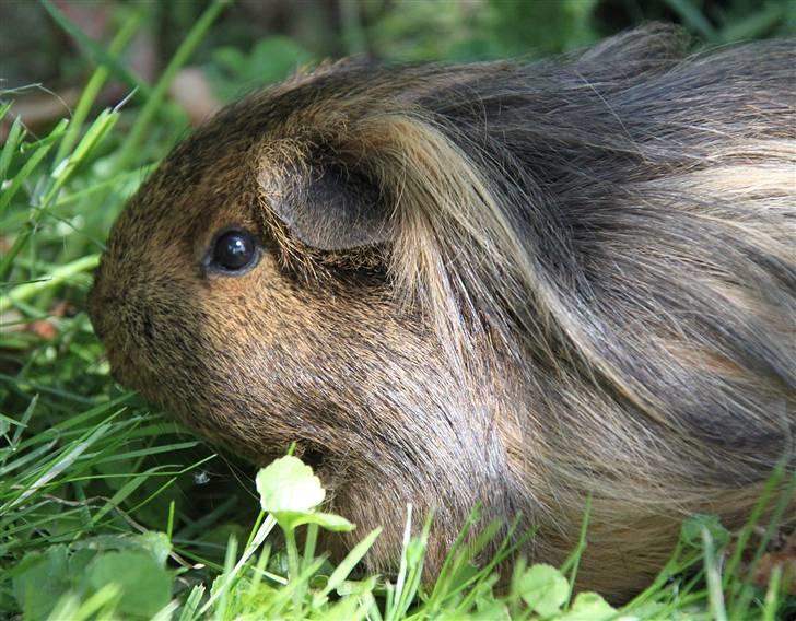 Marsvin Mulle - R.I.P. :'( ! billede 11