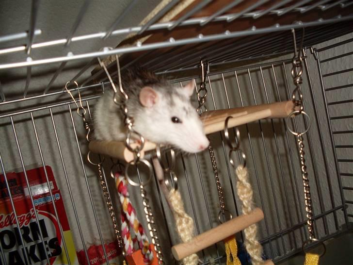 Tamrotte Marcella <3 billede 6