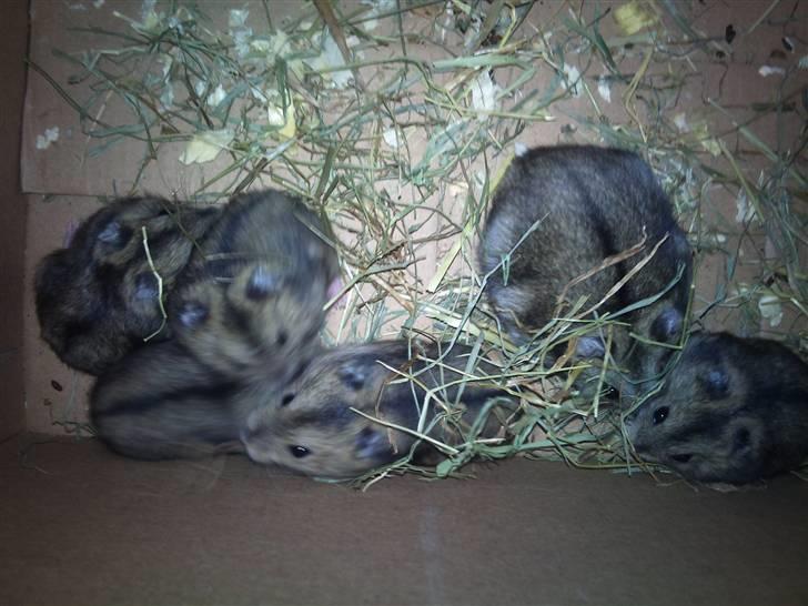 Dværghamster Princess den tykke R.I.P billede 7