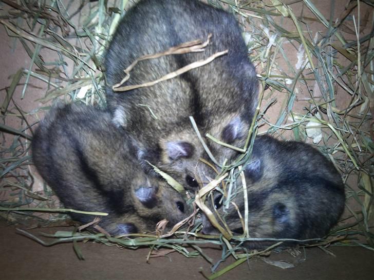 Dværghamster Princess den tykke R.I.P billede 8