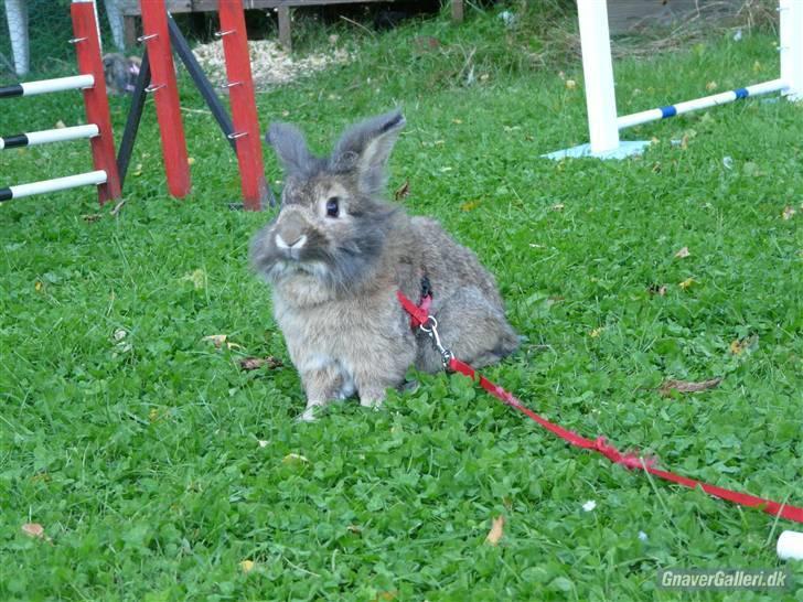 Kanin Mr. Julius - foto: ??? nkk træning D. 7 september 2010 billede 16