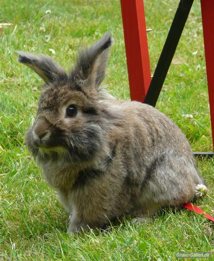 Kanin Mr. Julius - til nkk træning D.5/7-10 billede 17