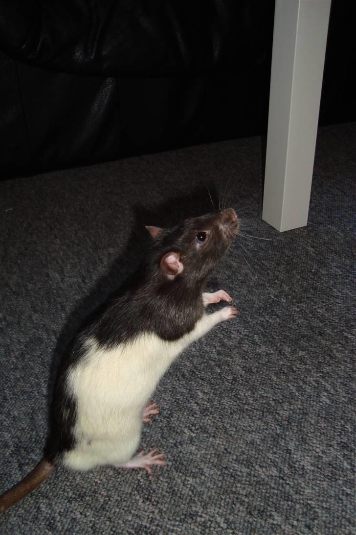 Tamrotte Sylvester billede 13