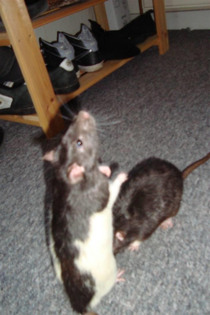 Tamrotte Sylvester billede 14