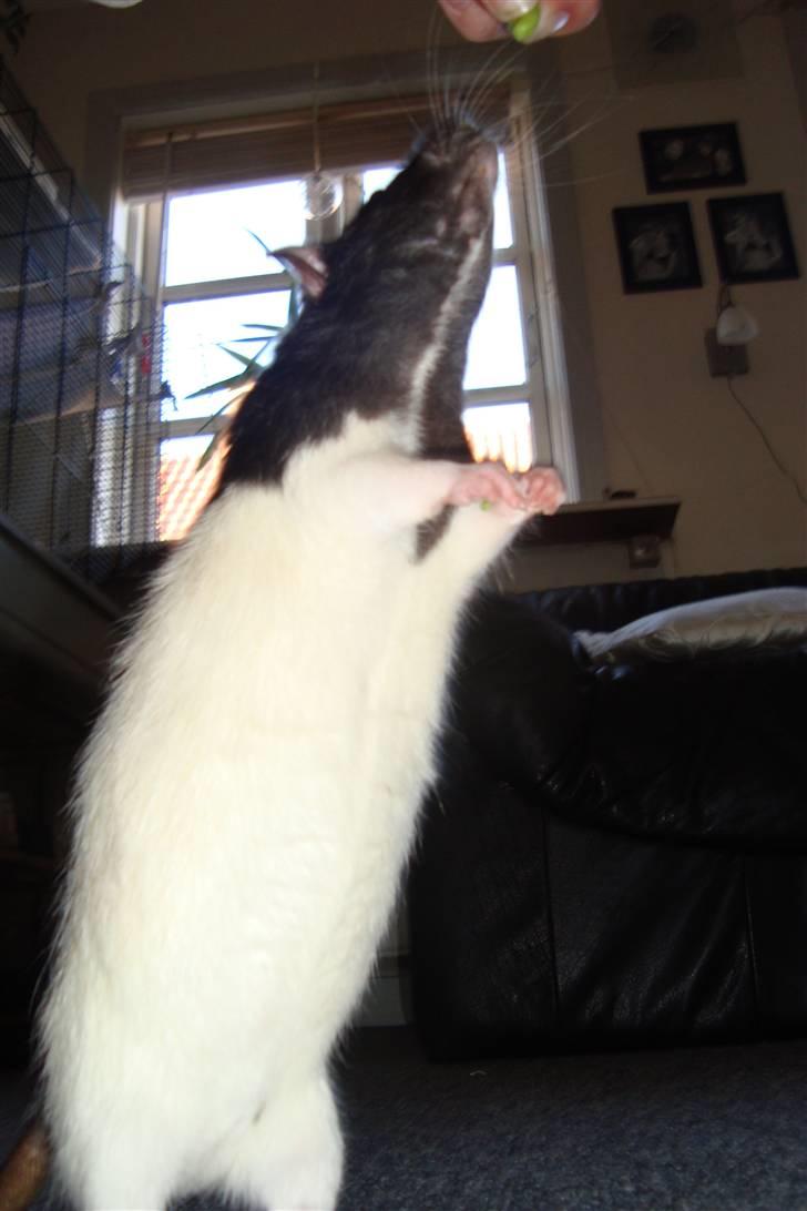 Tamrotte Sylvester billede 15