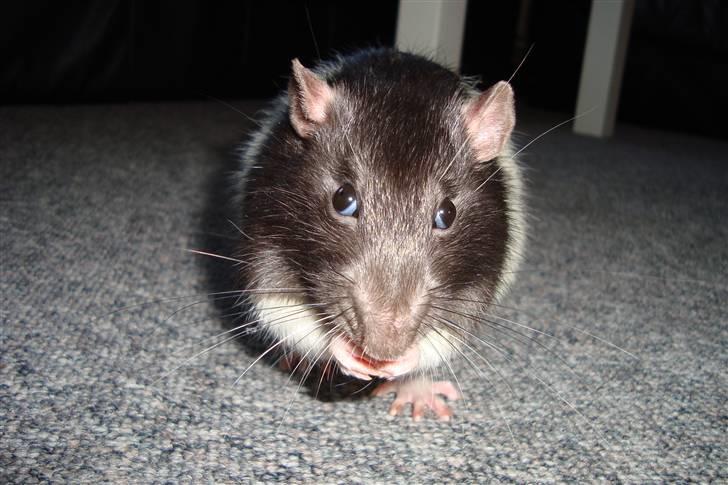 Tamrotte Sylvester billede 16