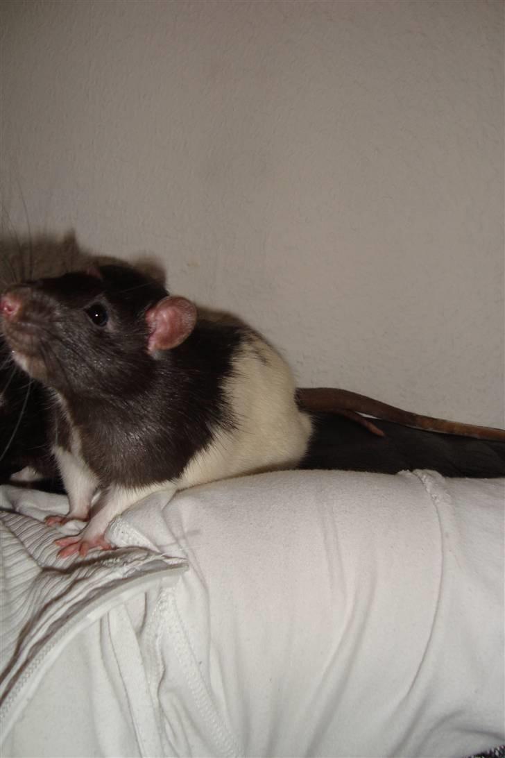 Tamrotte Sylvester billede 17