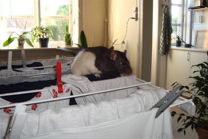 Tamrotte Sylvester billede 18