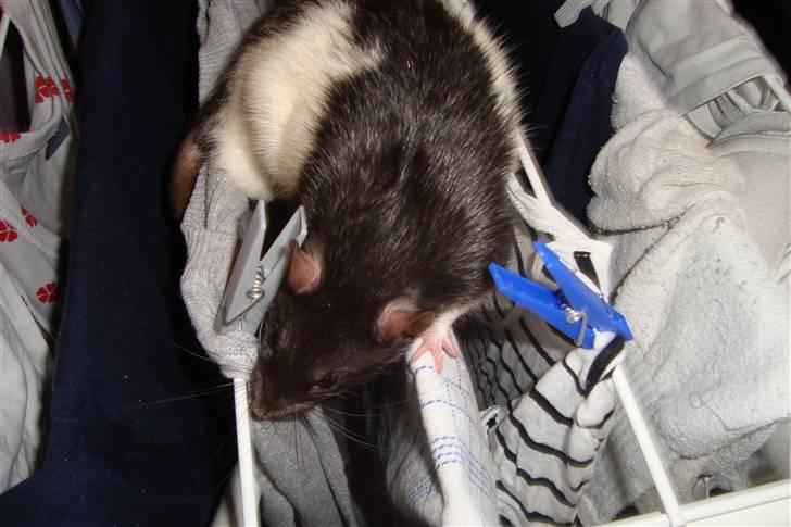 Tamrotte Sylvester billede 19