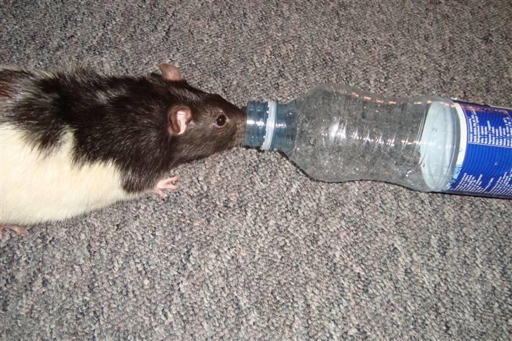 Tamrotte Sylvester billede 20