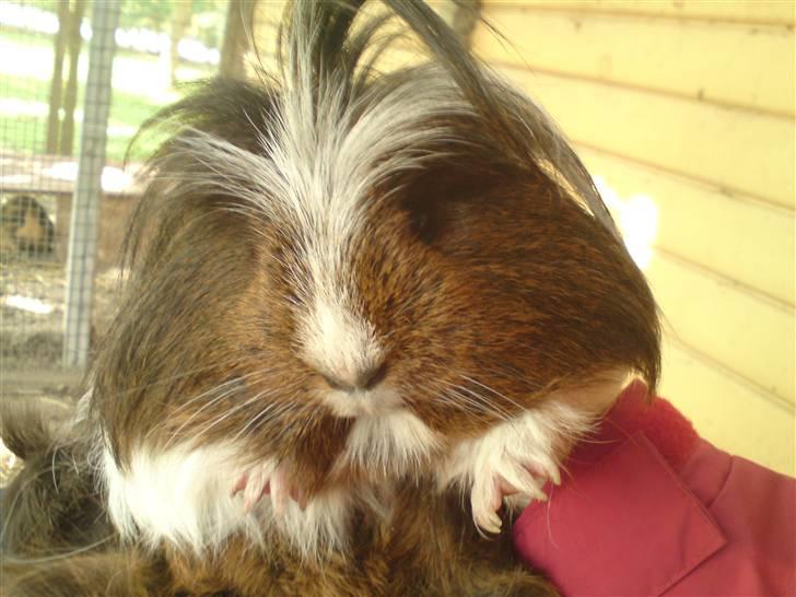 Marsvin Shelly - Lille Shelly:) billede 1