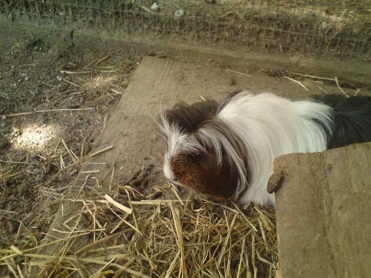 Marsvin Shelly billede 2