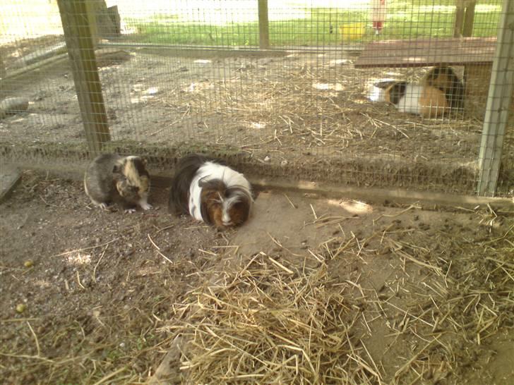 Marsvin Shelly billede 3