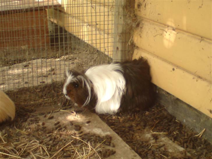 Marsvin Shelly billede 4