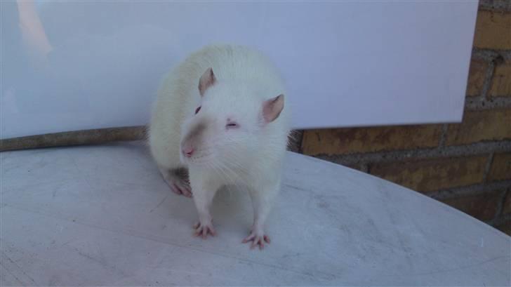 Tamrotte Supreme Dirty Harry - Aren´t I Adorable? billede 6