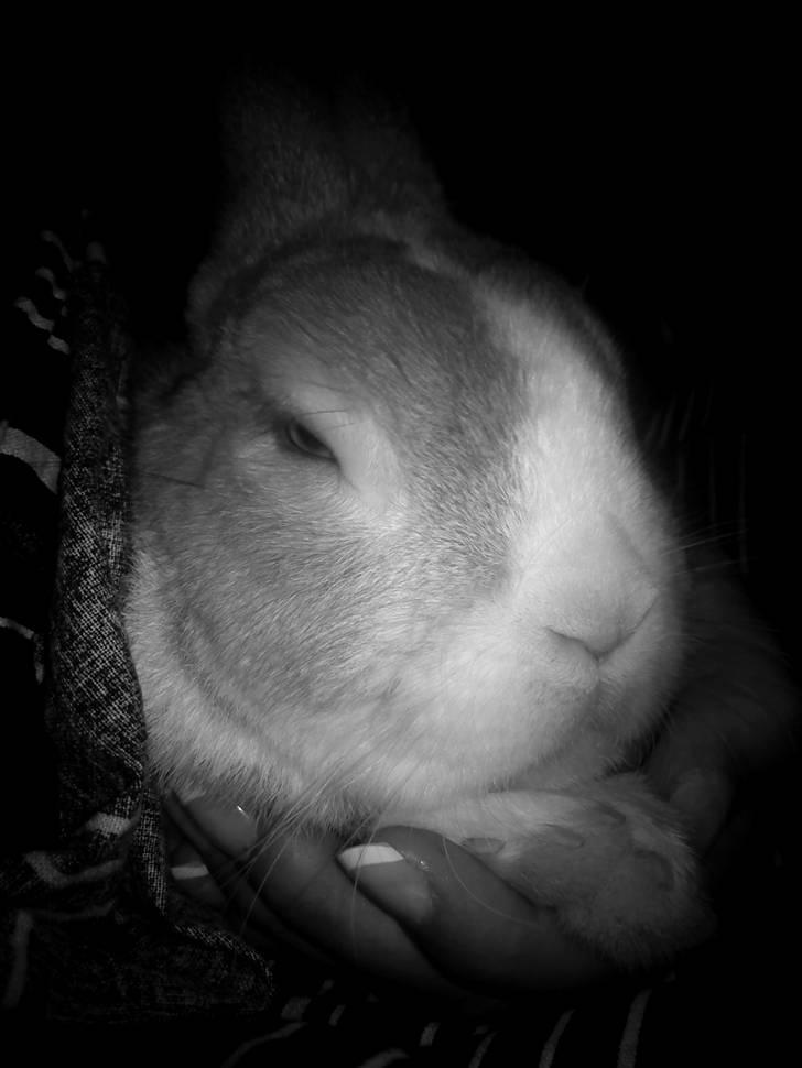 Kanin Cody - the Blue Eye <3 - Cody putter i min hånd <33 billede 3