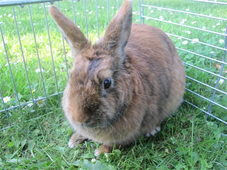 Kanin Kaninchen billede 7