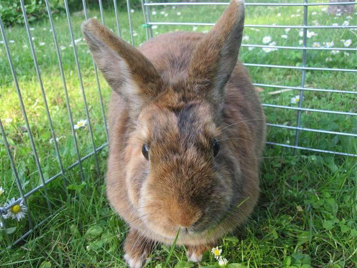 Kanin Kaninchen billede 8