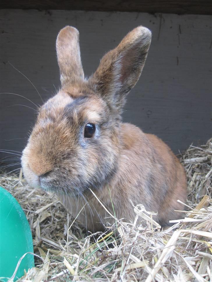 Kanin Kaninchen billede 10