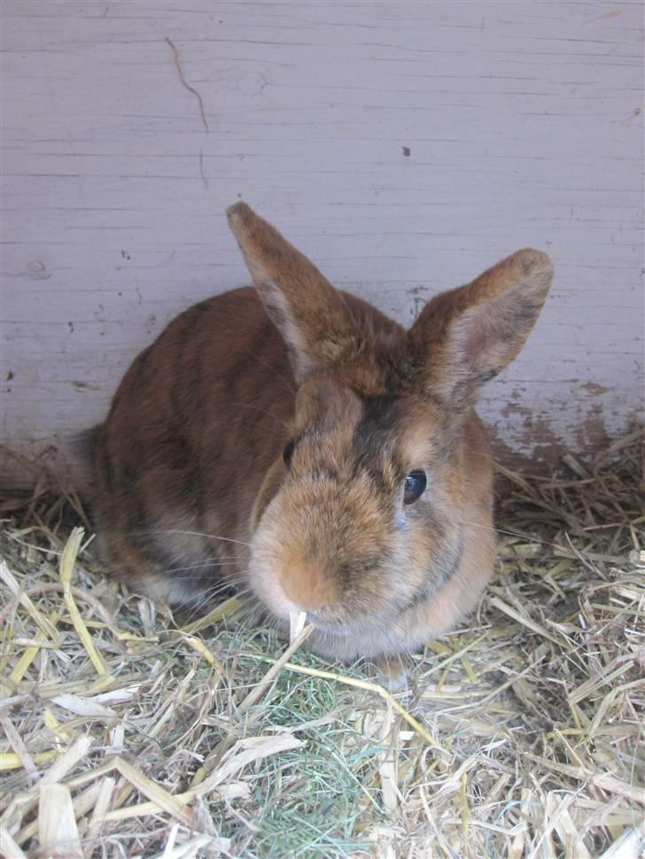 Kanin Kaninchen billede 11