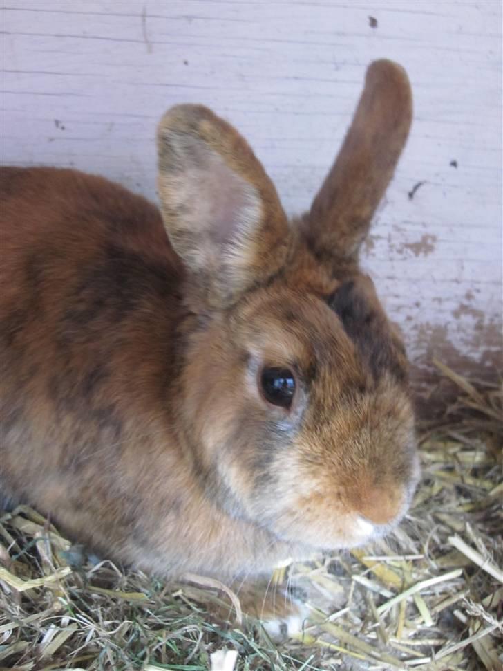 Kanin Kaninchen billede 12