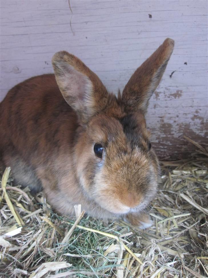 Kanin Kaninchen billede 13