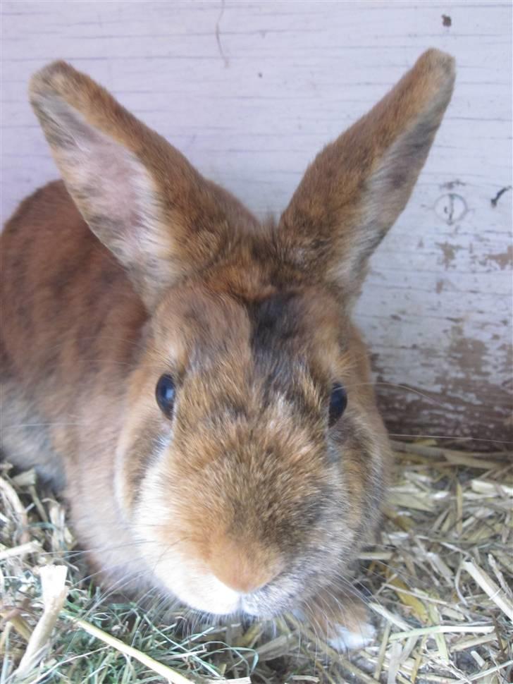 Kanin Kaninchen billede 14