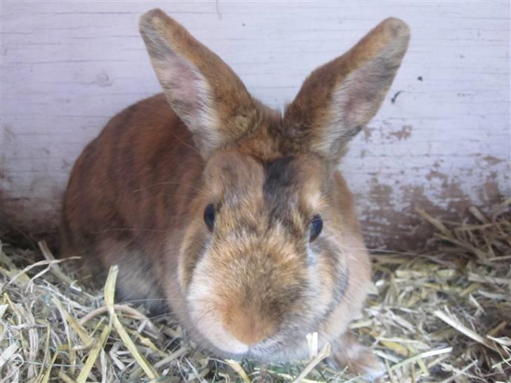 Kanin Kaninchen billede 15