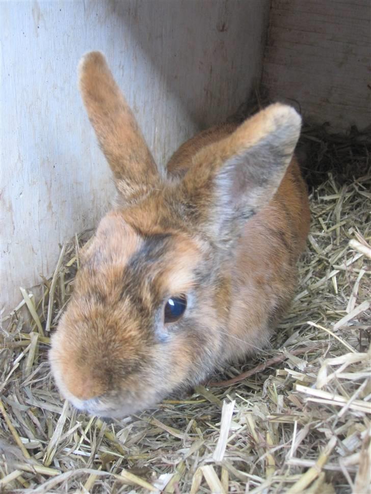 Kanin Kaninchen billede 16