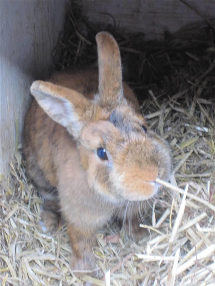 Kanin Kaninchen billede 17