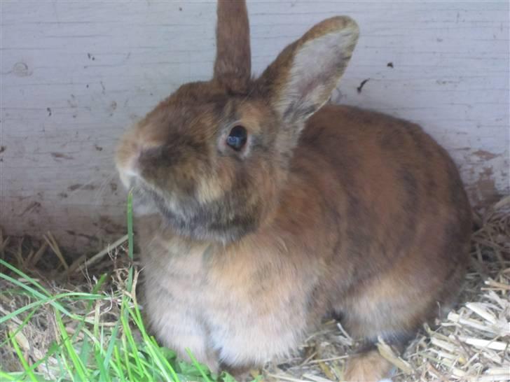 Kanin Kaninchen billede 18