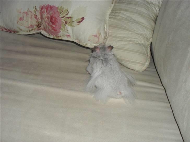 Hamster Silke billede 2