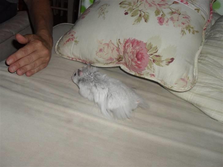 Hamster Silke billede 3