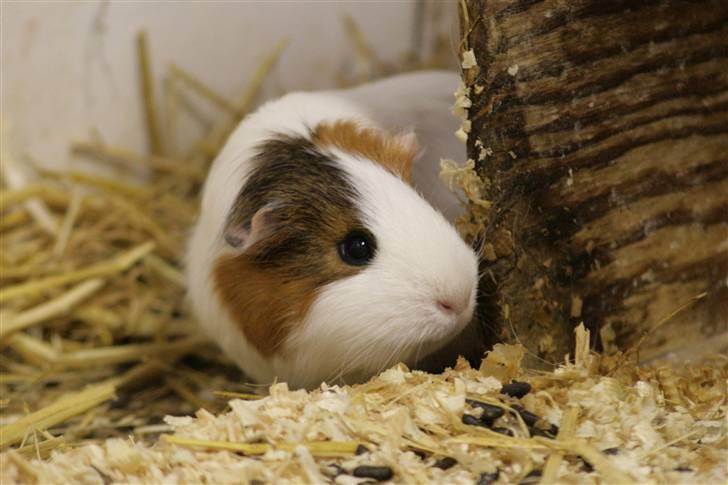 Marsvin Freja - Hejsa. Mit navn er Freja, og jeg er verdens sødeste marsvin. Efterlad mig ikke, uden en bedømmelse:D billede 1