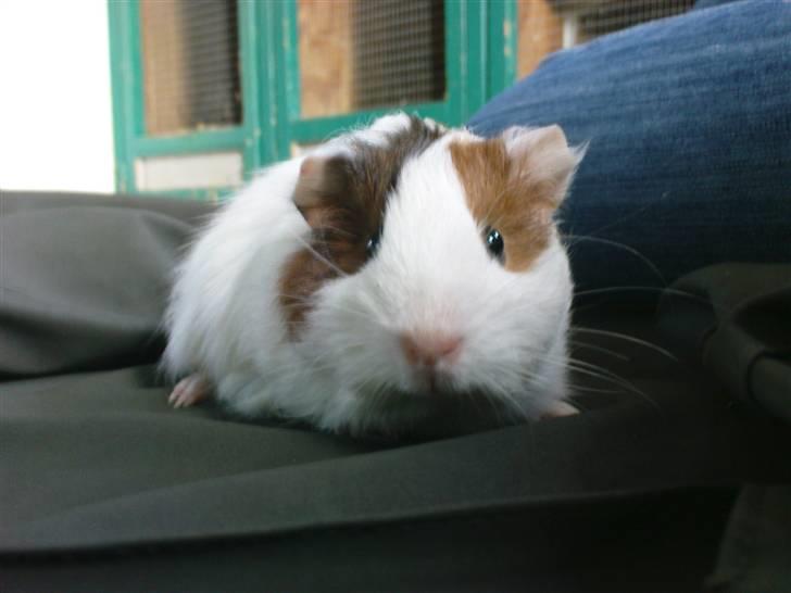 Marsvin Freja billede 2